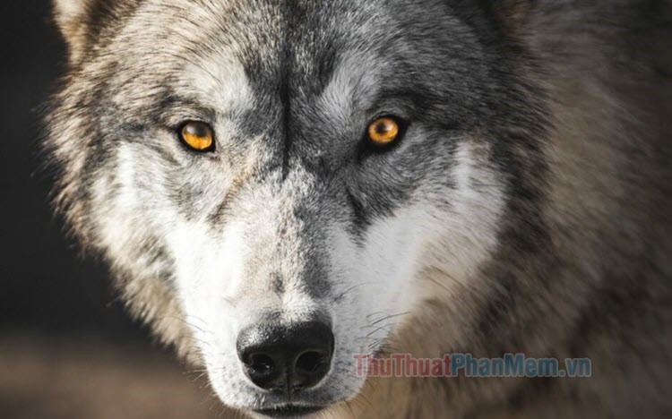 Hình ảnh chó sói hung dữ, mạnh mẽ, nguy hiểm