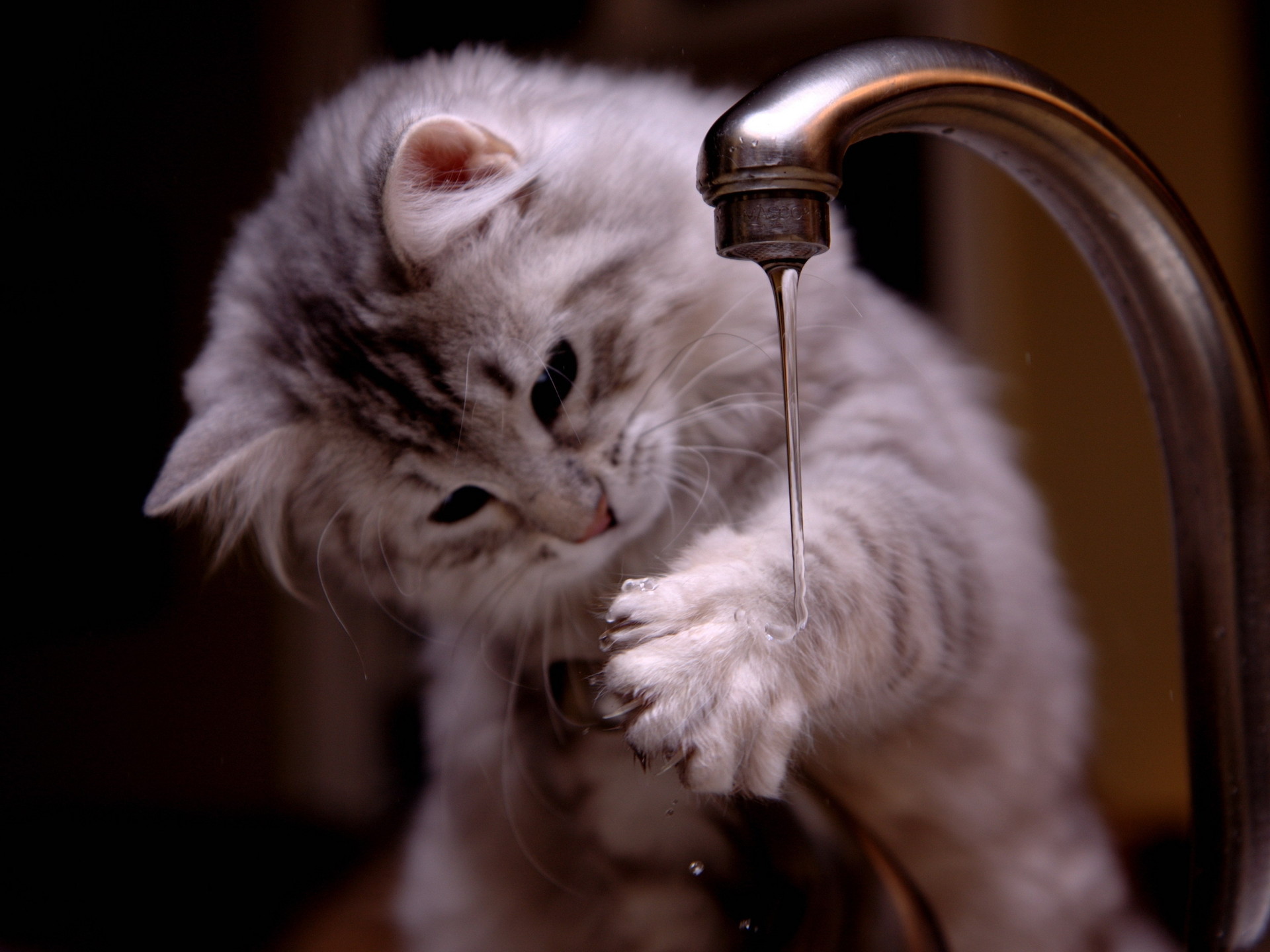 Hình ảnh mèo con nghịch nước