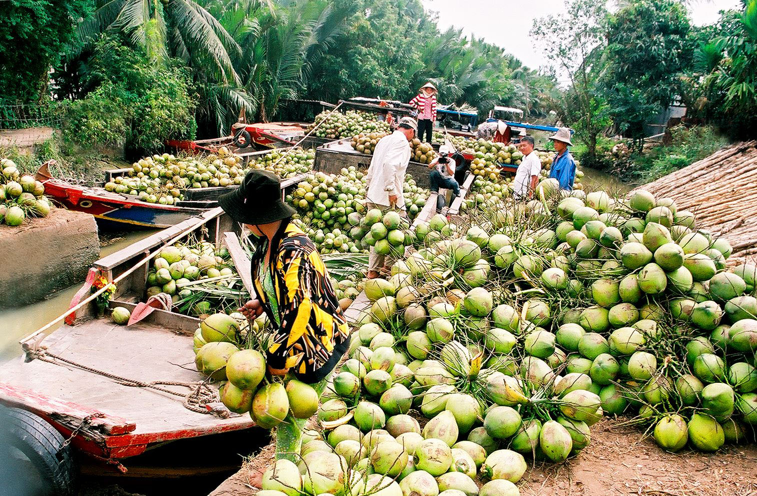 Hình ảnh thu hoạch dừa tại Bến Tre