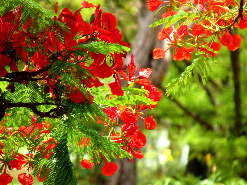 Hình ảnh đẹp về hoa phượng vĩ đỏ tuyệt đẹp