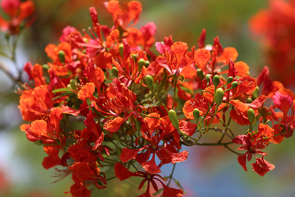Hình ảnh đẹp về hoa phượng vĩ đỏ tuyệt đẹp