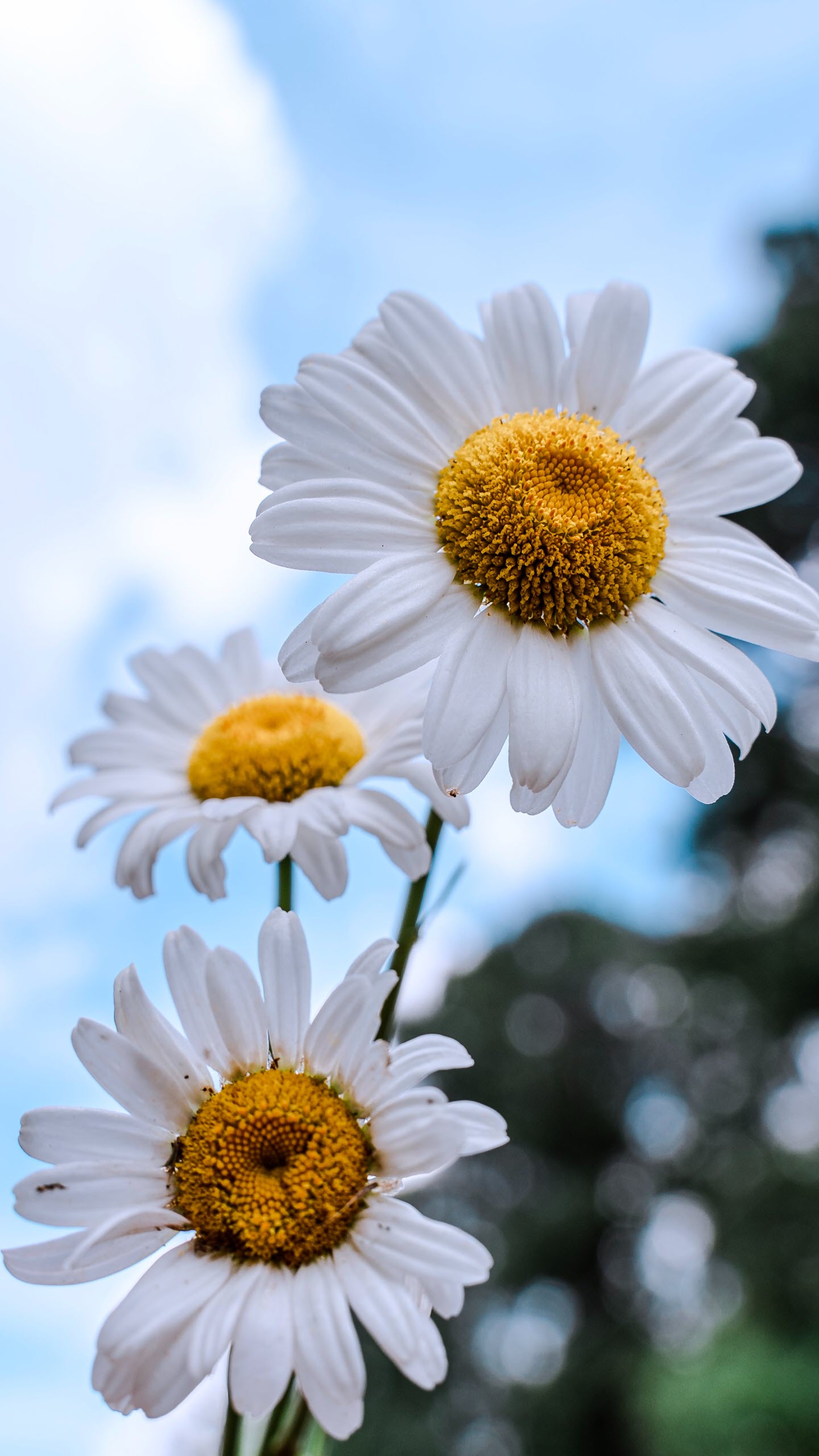 100 Hình nền điện thoại hoa cúc trắng buồn mang mác dành cho người yêu hoa Nhuhoaphatcom