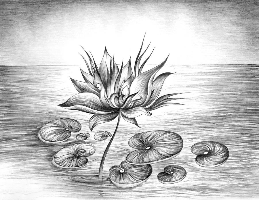 Bức vẽ hoa sen bằng bút chì