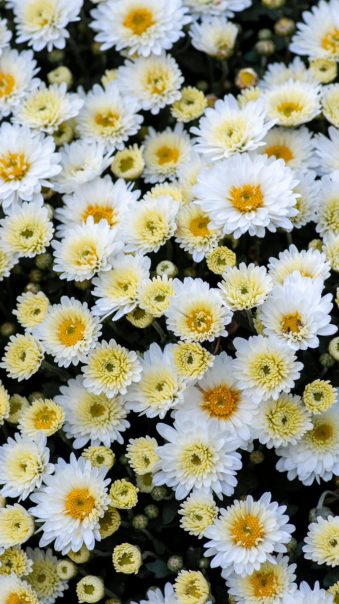 Top hơn 64 về hình nền đẹp về hoa  cdgdbentreeduvn
