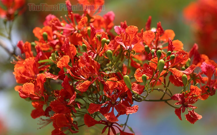 Hình ảnh hoa phượng đỏ tuyệt đẹp lộng lẫy