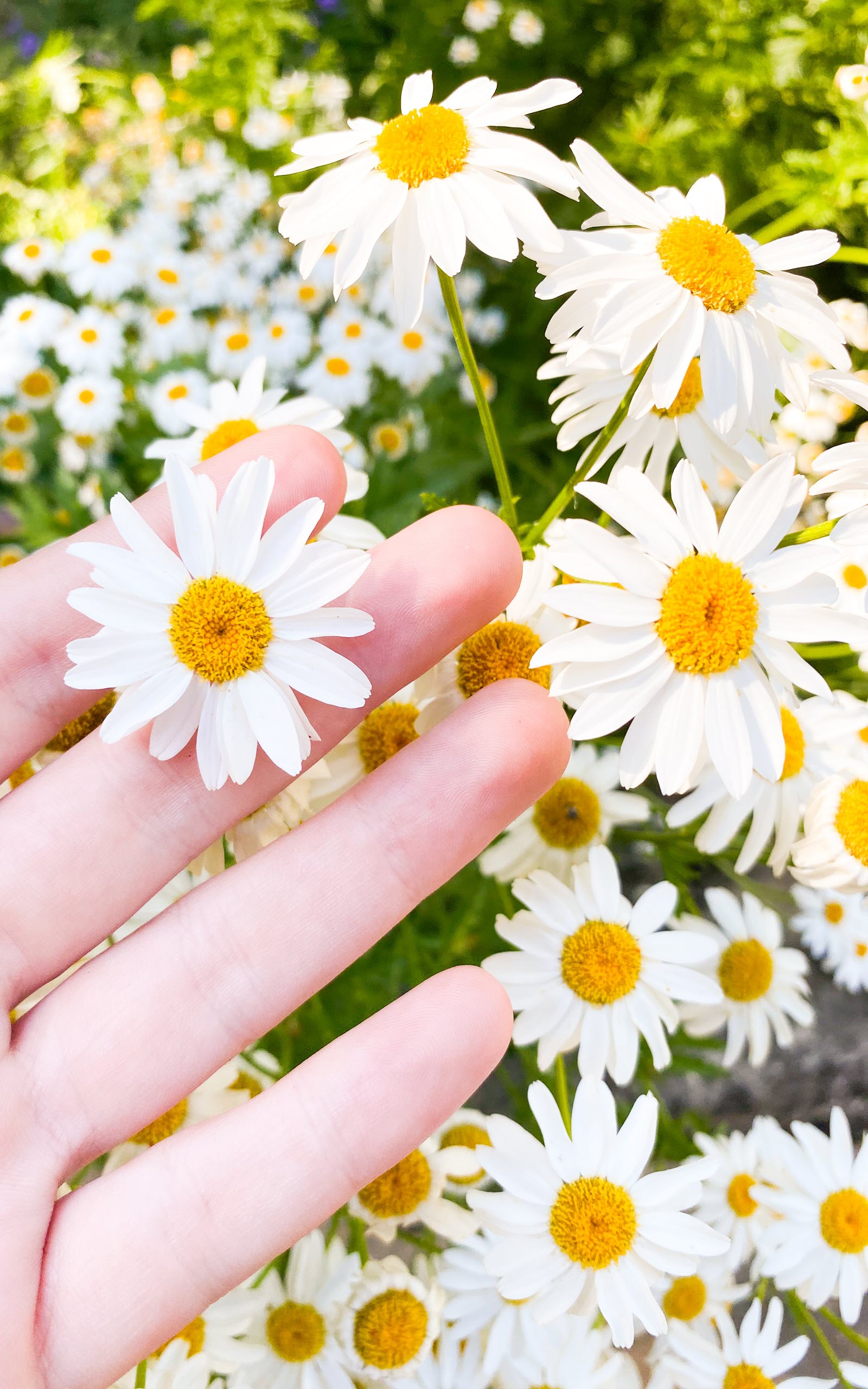 200 hình nền hoa cúc đẹp như GDragon cho điện thoại máy tính 2020   BlogAnChoi  Hoa cúc Nhiếp ảnh ngoài trời Nhiếp ảnh trừu tượng