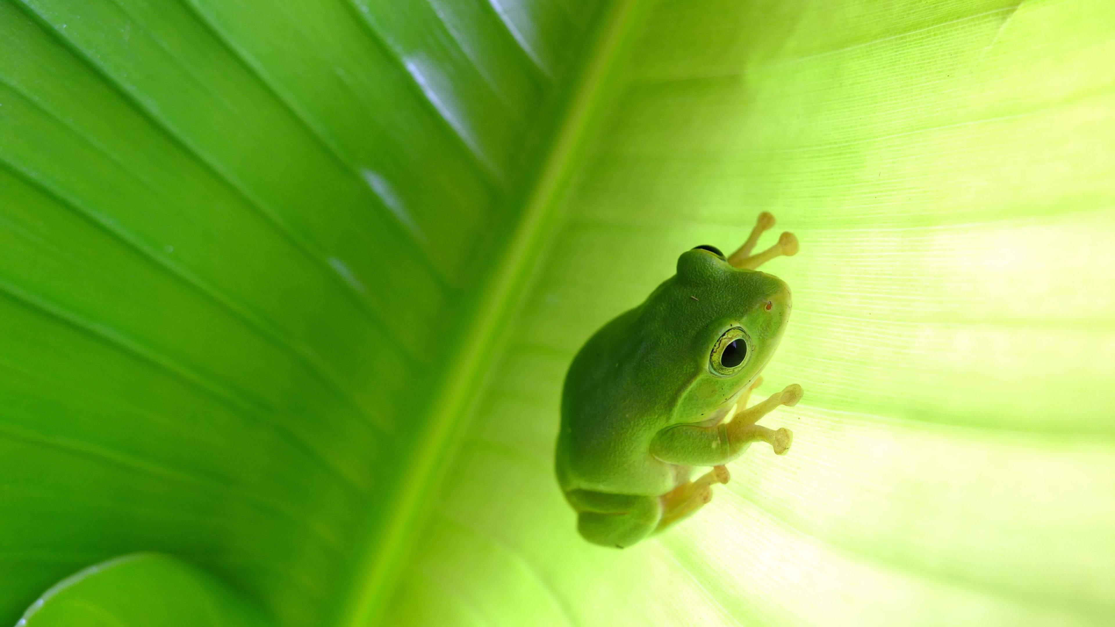 Hình nền ếch xanh lá