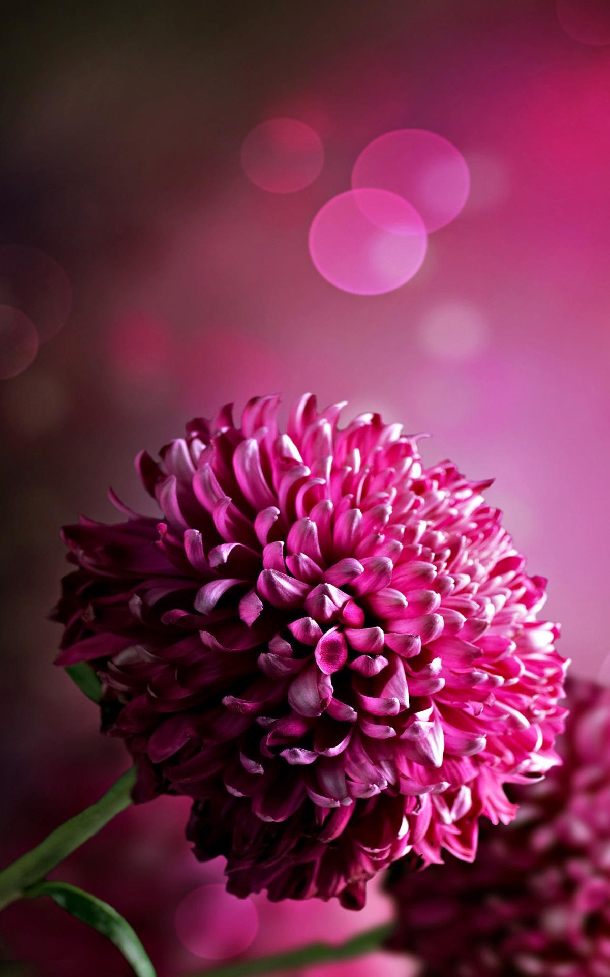 Hình nền hoa cúc sắc màu cho điện thoại