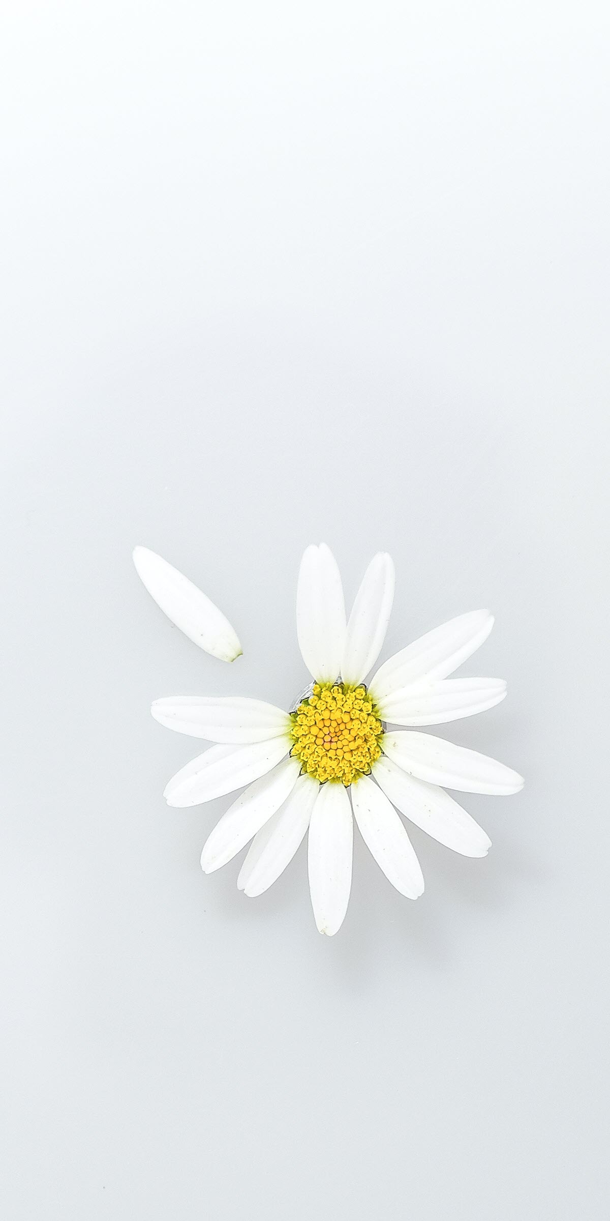 Hình nền hoa cúc trắng điện thoại