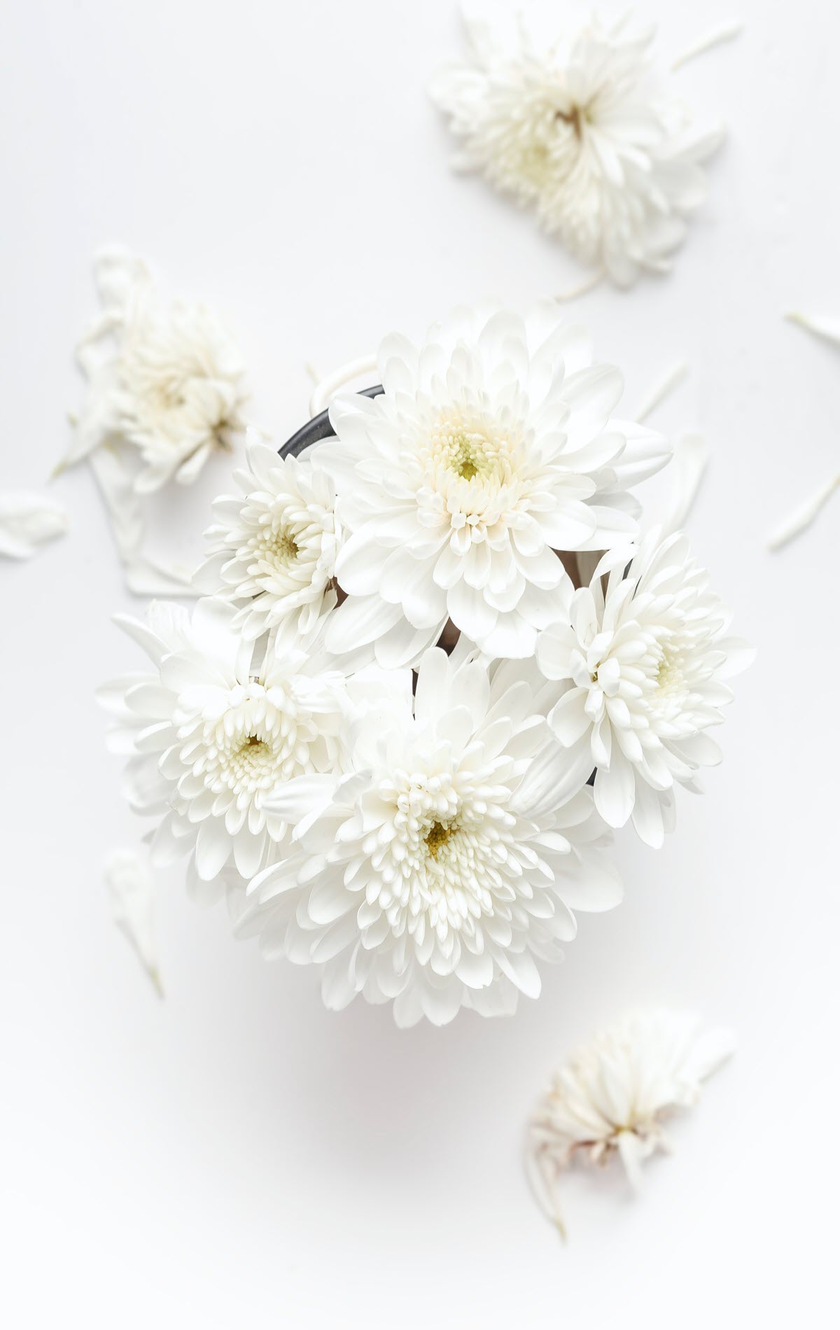 Hình nền hoa cúc trắng Full HD cho điện thoại
