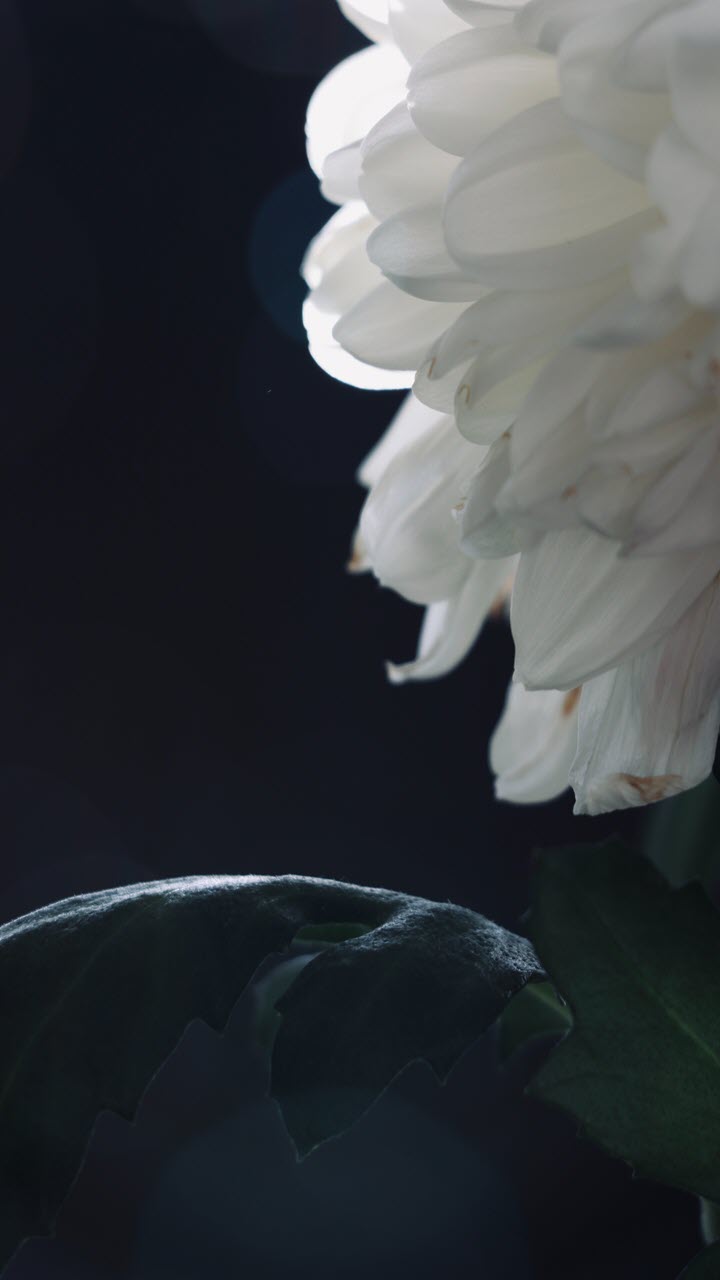 Hình nền hoa cúc trắng nền đen
