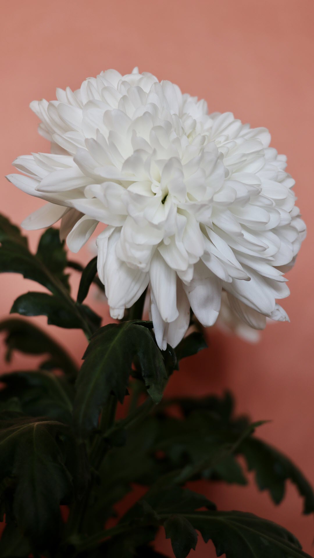 Hình nền hoa cúc trắng