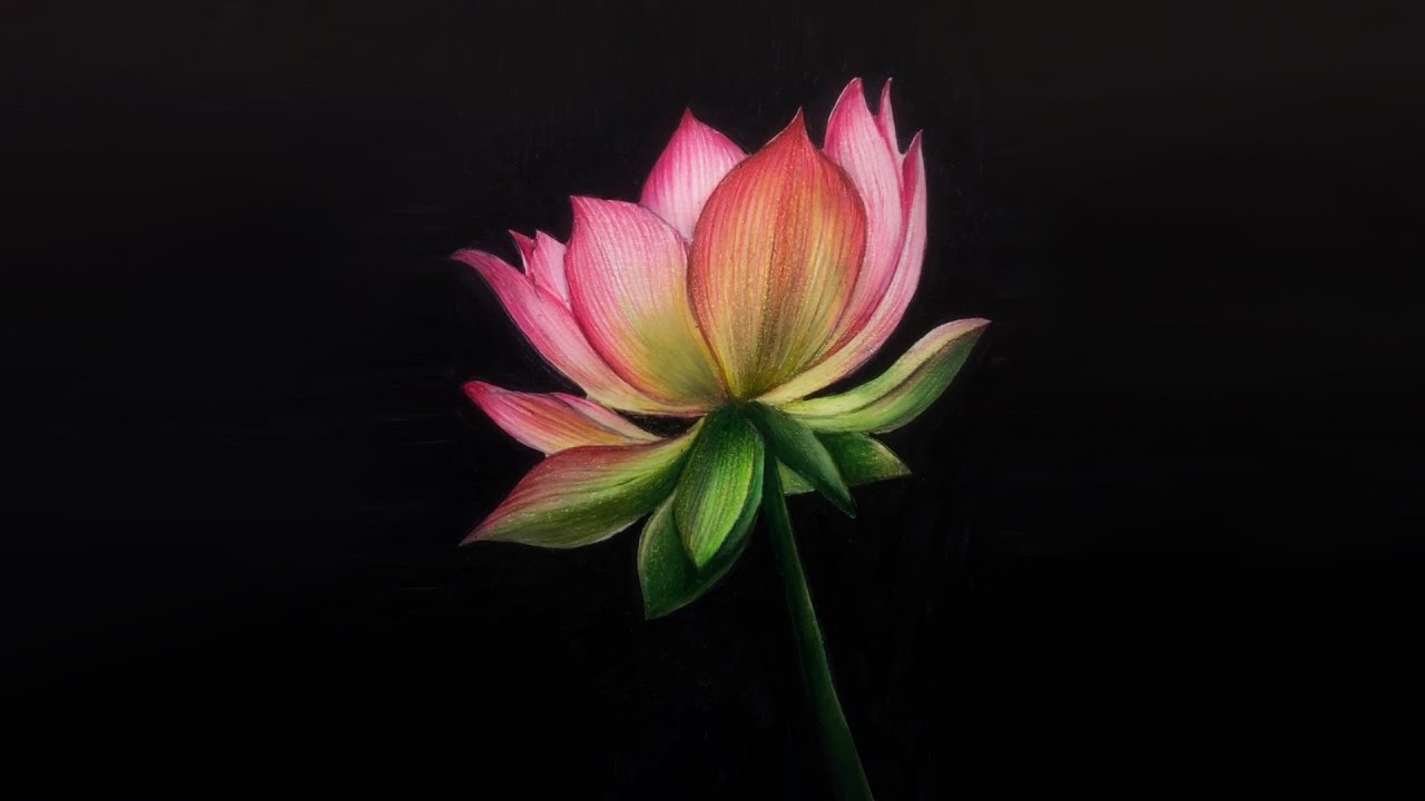 Hình vẽ hoa sen 3D đẹp
