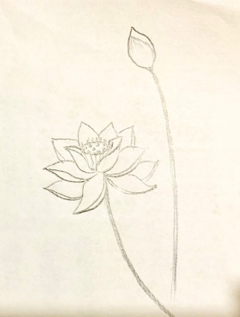 Hình vẽ hoa sen bằng bút chì