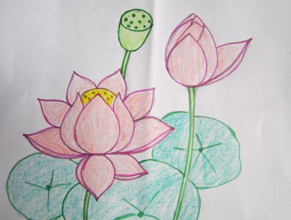Hình vẽ hoa sen bút chì màu