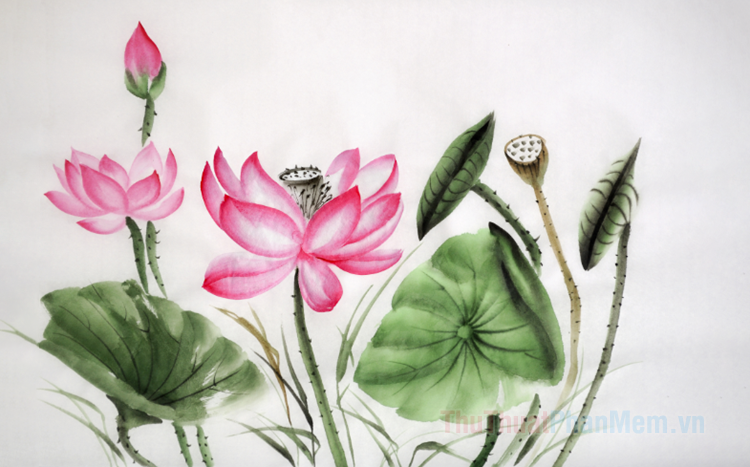 Chia sẻ với hơn 62 về hình ảnh vẽ bông hoa sen mới nhất  cdgdbentreeduvn