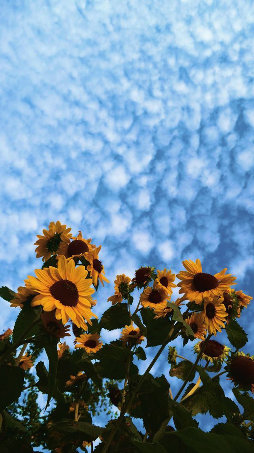 Hình nền hoa hướng dương trời mây