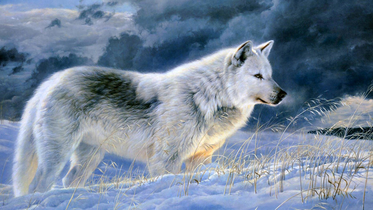 Hình ảnh đẹp của một con sói