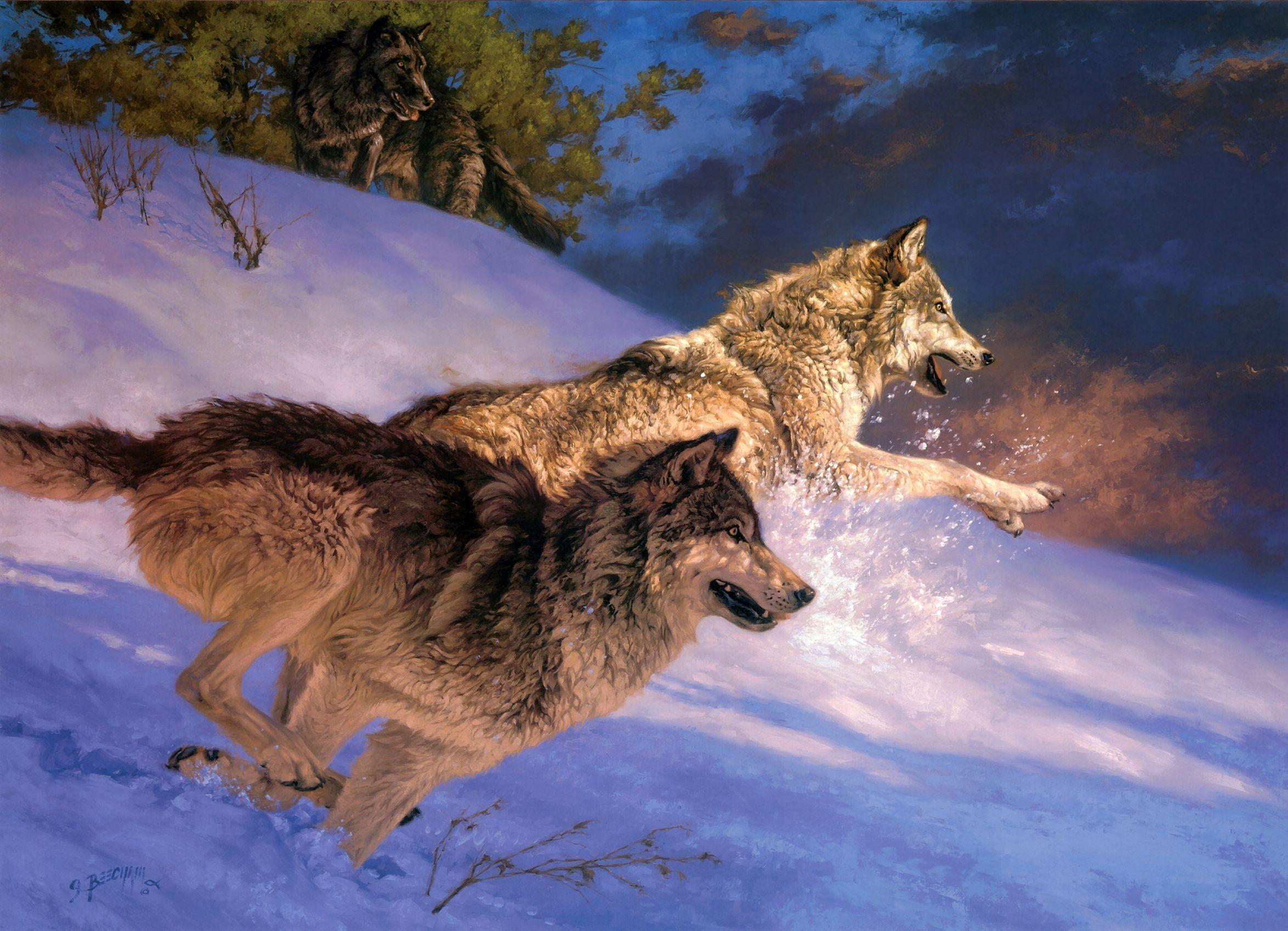 Một hình ảnh rất mạnh mẽ của một con sói