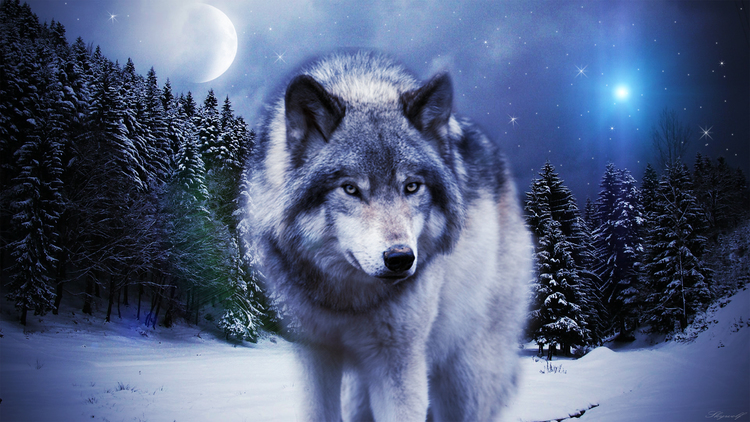 Hình ảnh mạnh mẽ của loài sói
