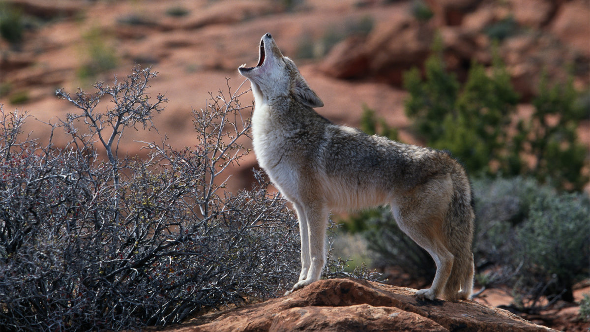 Bức ảnh đẹp nhất về một con sói đang săn mồi