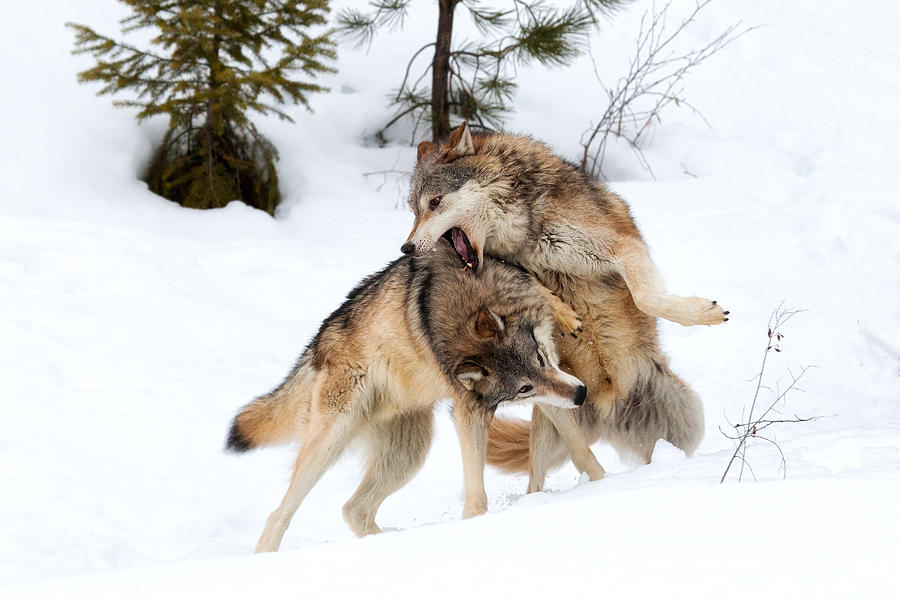 Hình ảnh đẹp nhất về loài sói hung dữ