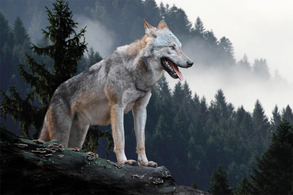 Hình ảnh chó sói hung dữ đẹp
