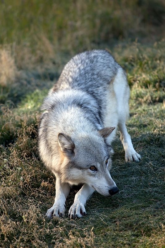 Hình ảnh chó sói săn mồi nguy hiểm nhất