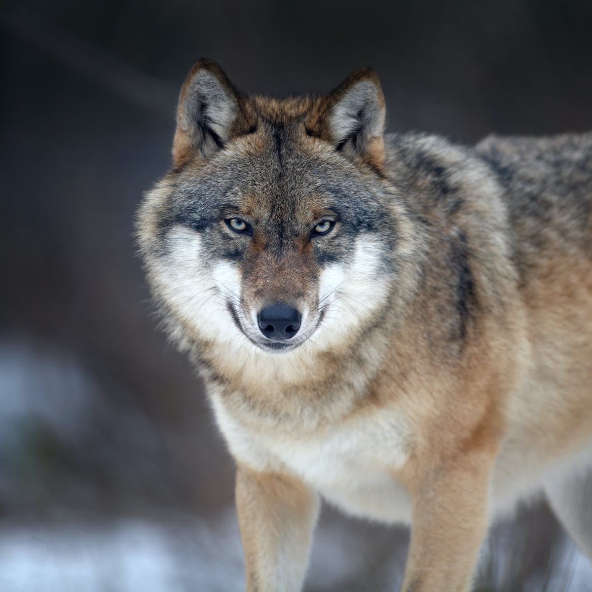 Hình ảnh chó sói xám săn mồi nguy hiểm nhất