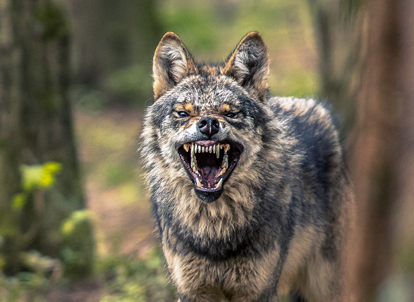 Hình ảnh của một con sói hung hãn