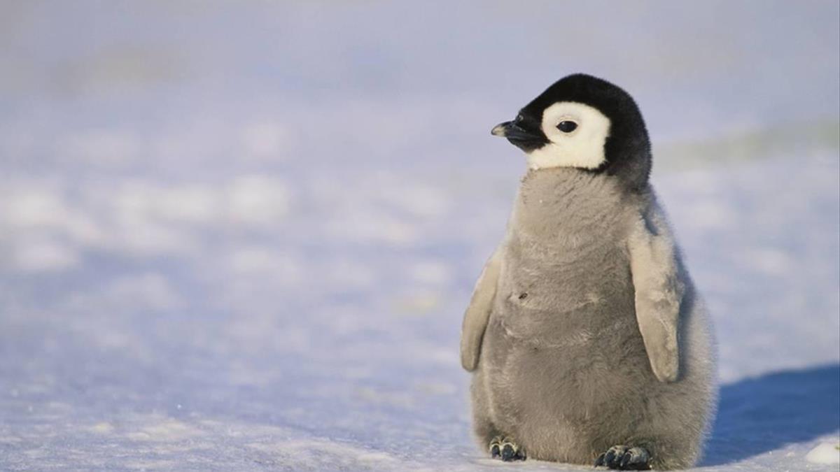Chim cánh cụt đẹp