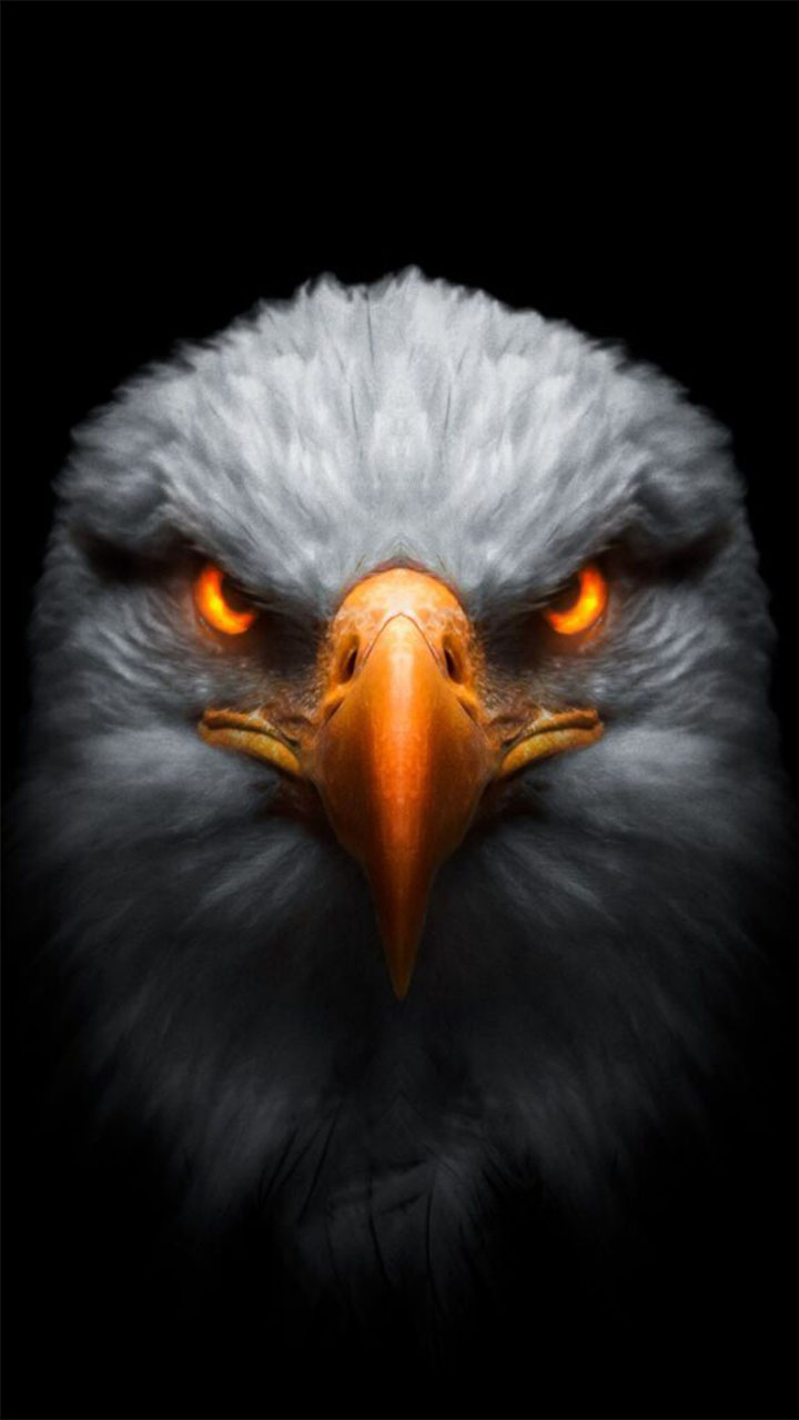 Hình nền 3D Eagle Eye