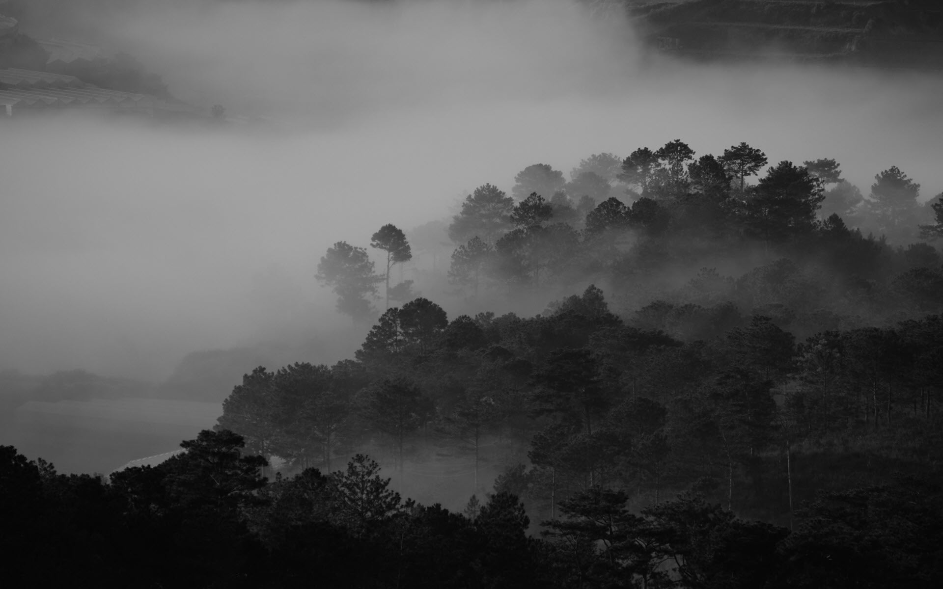 Hình nền khu rừng xám khói