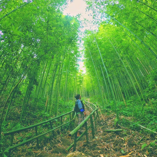 Hình ảnh cây tre rừng Việt Nam