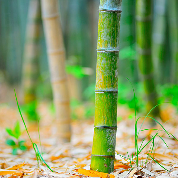 Hình ảnh cây tre Việt Nam đẹp