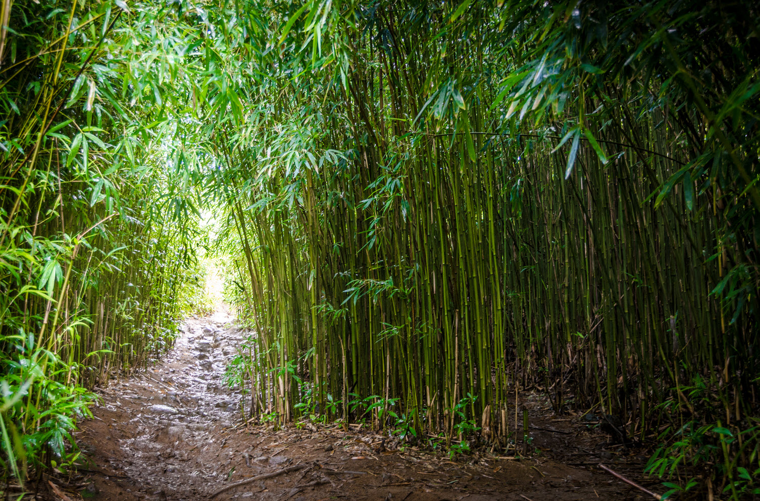 Hình ảnh khu rừng cây tre Việt Nam