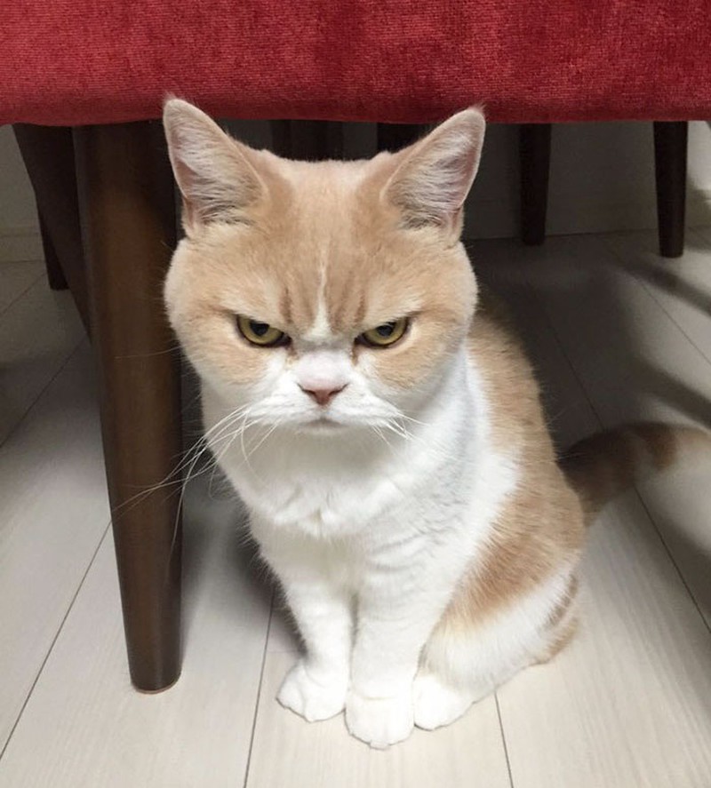 Hình ảnh con mèo giận dữ