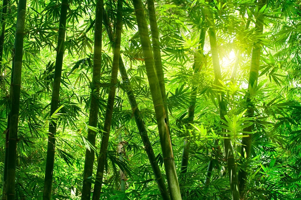 Hình ảnh tre rừng Việt Nam