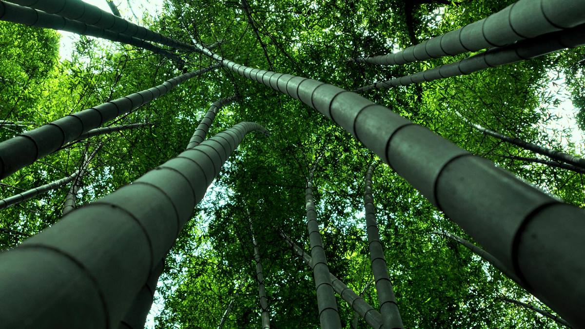 Hình ảnh về cây tre rừng Việt Nam