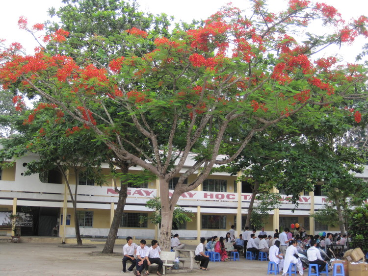 Bức tranh đẹp về cây phượng vĩ trong sân trường