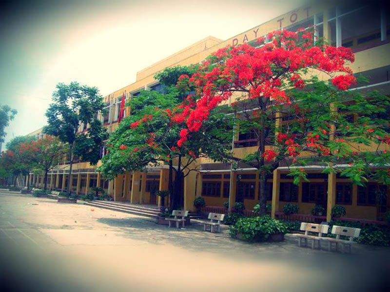 Hình ảnh hoa phượng trong khuôn viên trường THPT Quang Trung