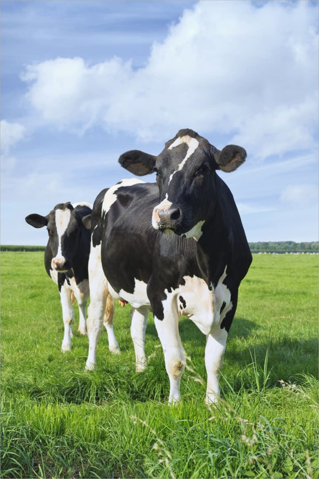 Hình ảnh bò sữa trên đồng cỏ đẹp nhất