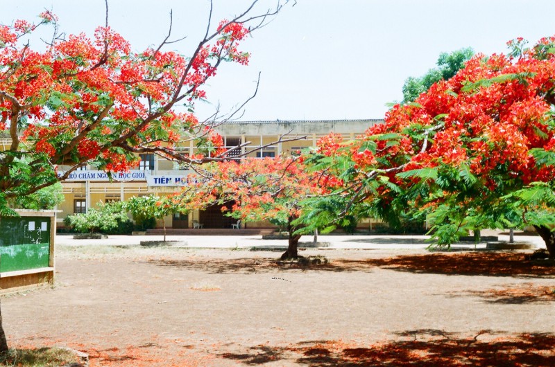 Hình ảnh cây phượng ở sân trường THPT đẹp