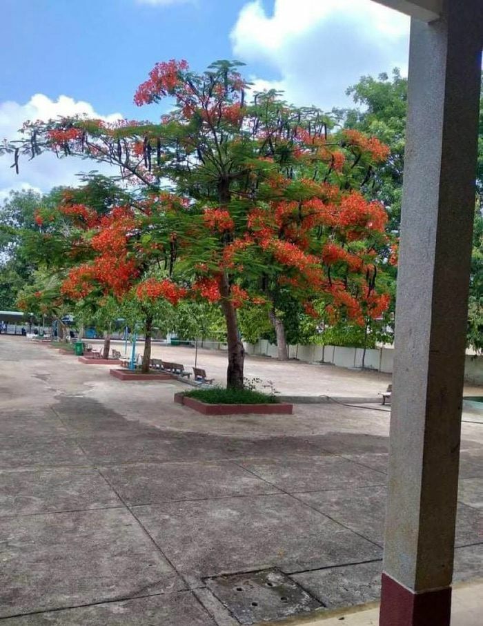 Hình ảnh hoa phượng ở sân trường học