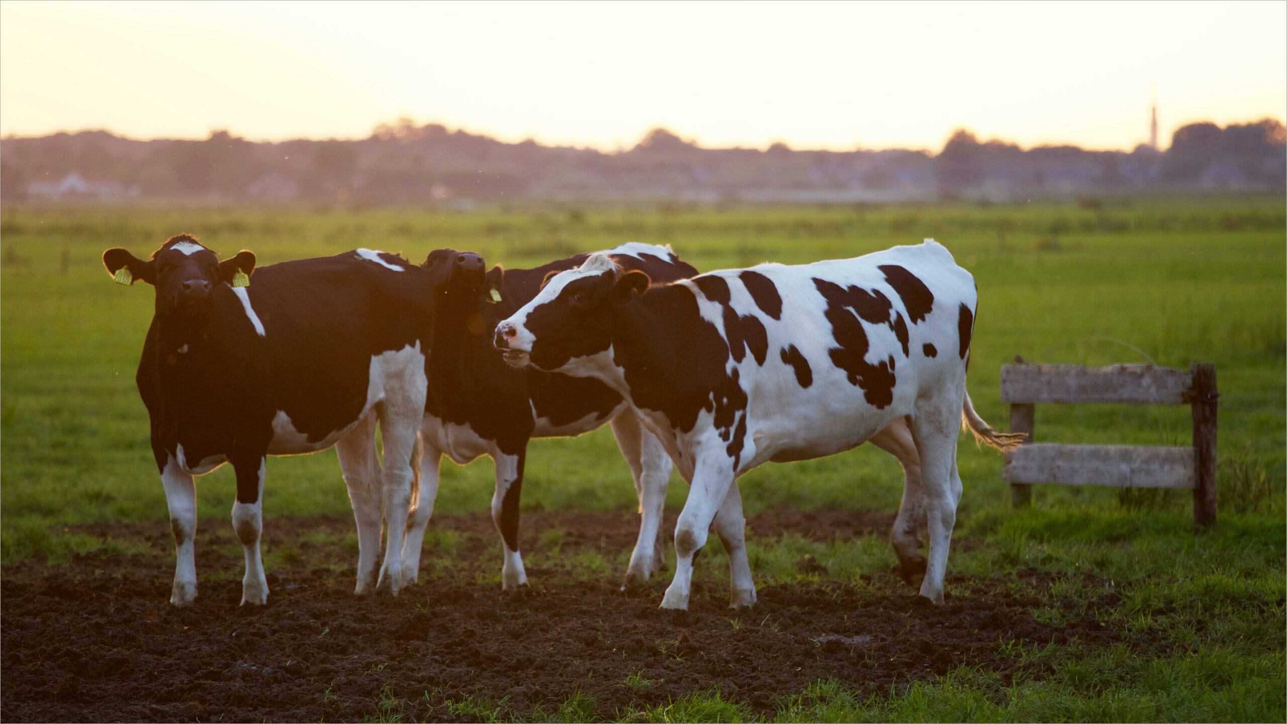 Hình ảnh những con bò sữa đẹp nhất