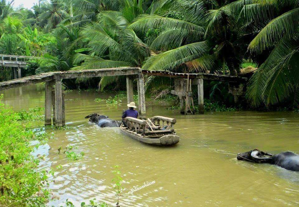 Hình ảnh quê hương miền Tây sông nước Việt Nam