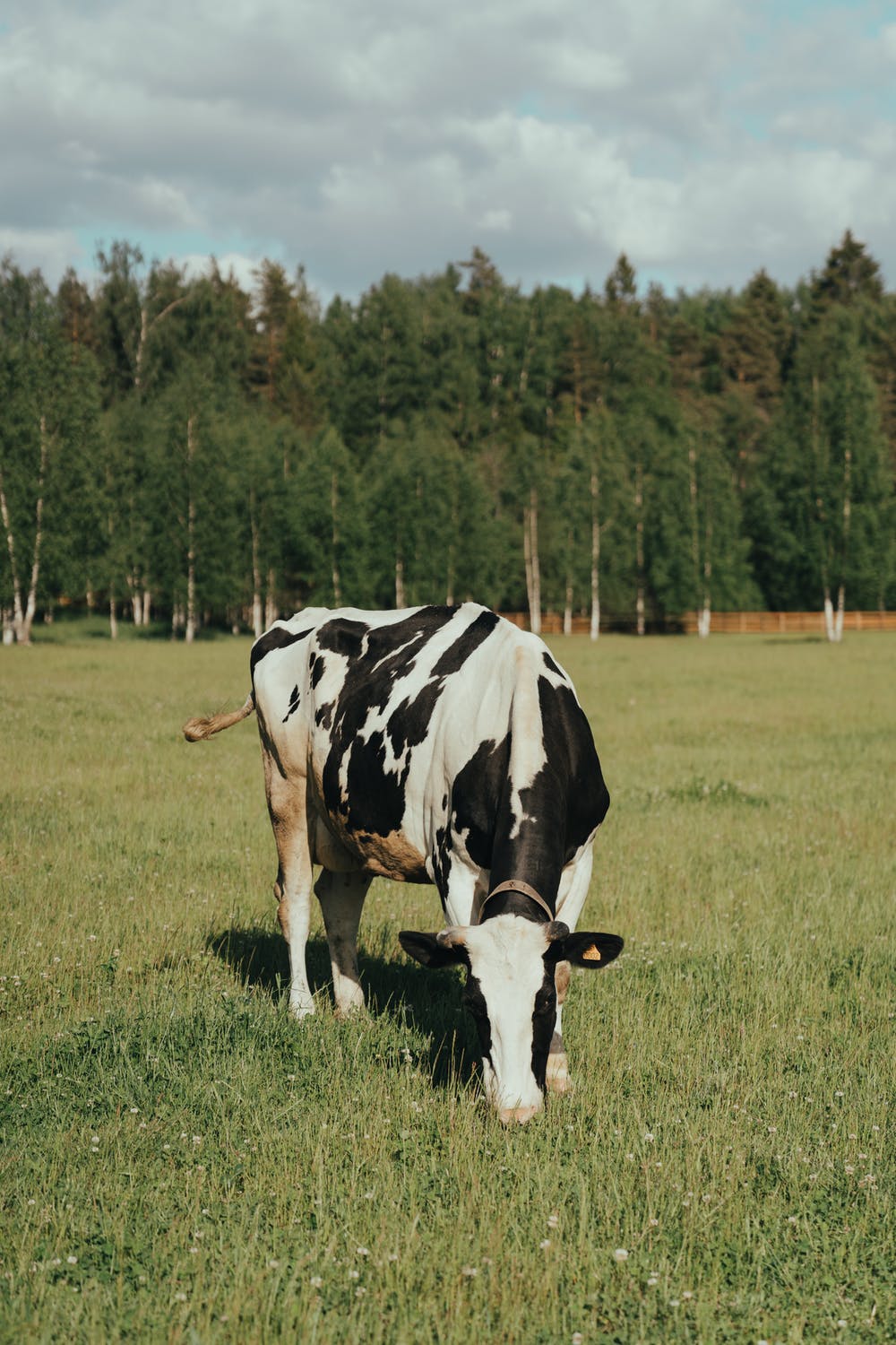 Hình bò sữa ăn cỏ