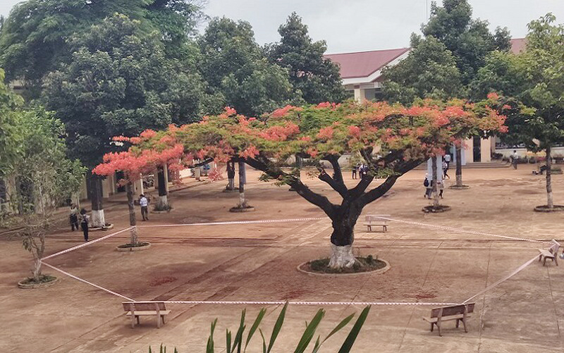 Hình cây phượng rất đẹp ở Sảnh trường