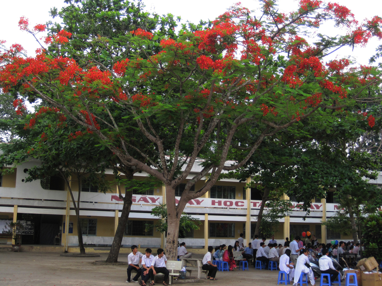 Bức tranh đẹp về cây phượng vĩ trong sân trường