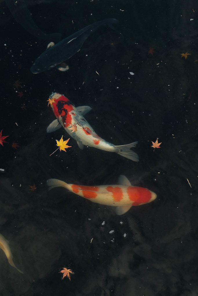 Hình nền cá Koi Nhật Bản đẹp